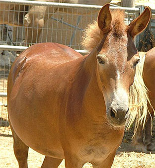 Therapeutic Horseback Riding in Israel